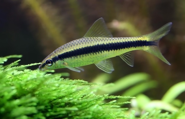 植えられた水族館のシャム藻を食べる人