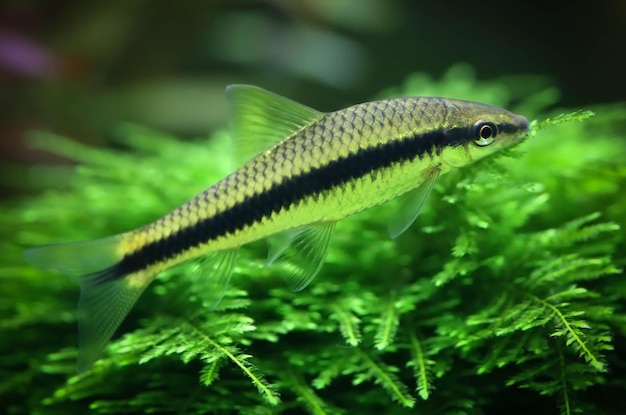 Siamese algeneter in beplant aquarium