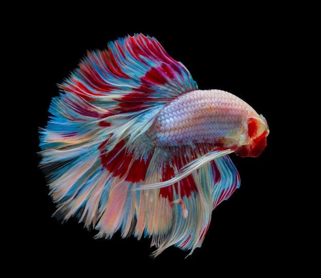 siamese betta fighting with beautiful colors on black background