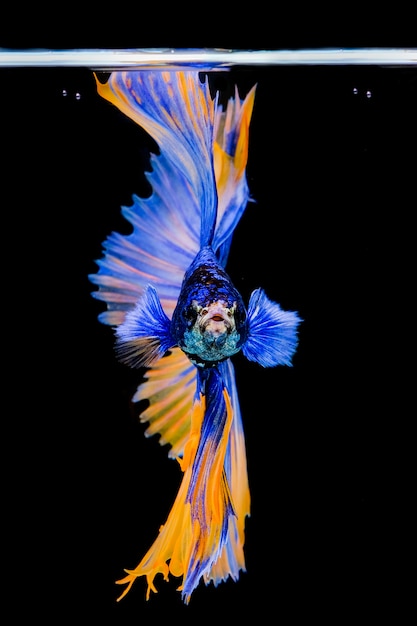 Siamese betta vissen mooie kleur op zwarte achtergrond