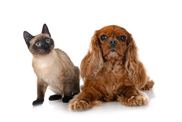 Siamese cat and cavalier king charles