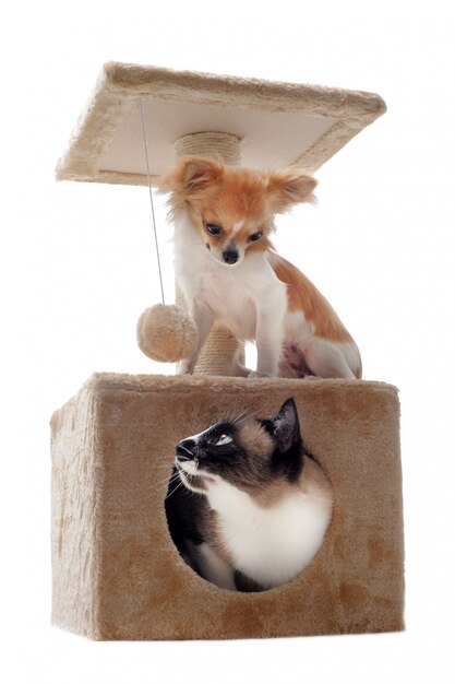 Gatto siamese e chihuahua