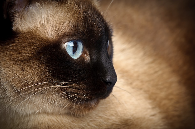 Primo piano del gatto siamese