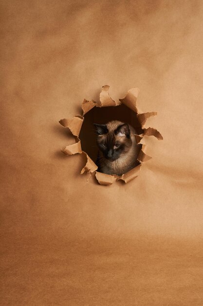 Foto gatto siamese che esce da un buco in carta marrone