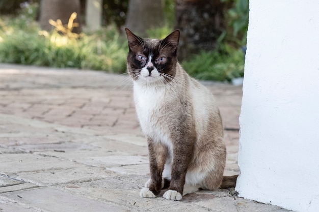 Siamese cat in a corner of the wall looking curious