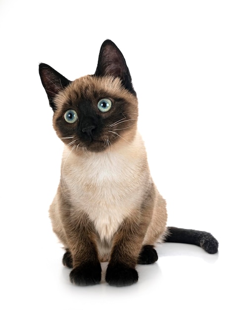 Siamese cat in front of white background