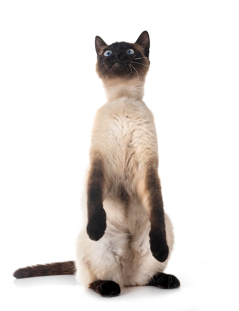 siamese cat in front of white background