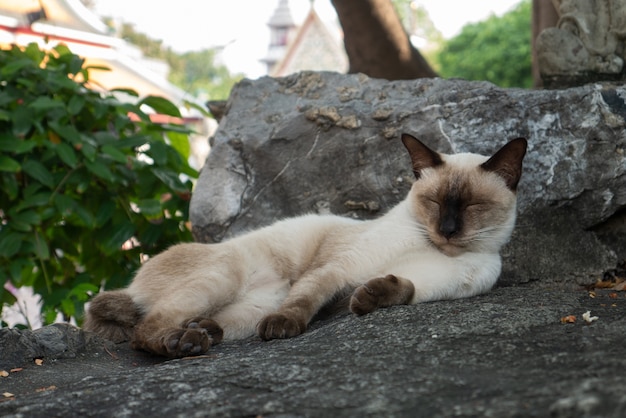 Siamese cat is sleeping on stone rock in the park