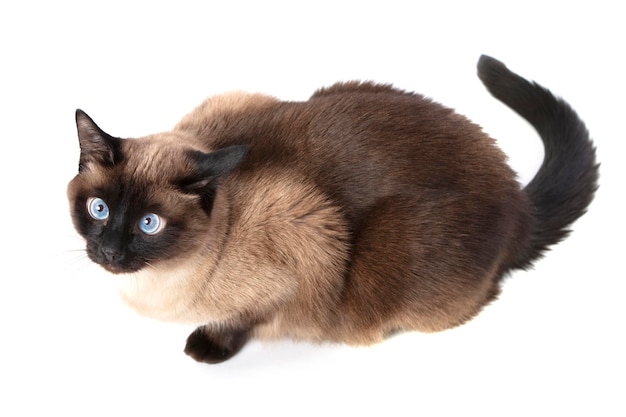 Siamese cat isolated on white background