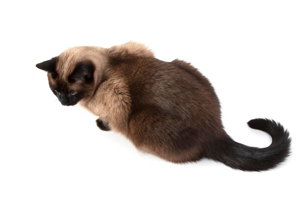 Siamese cat isolated on white background