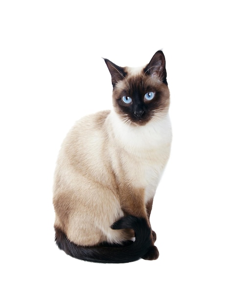 Siamese cat isolated on white