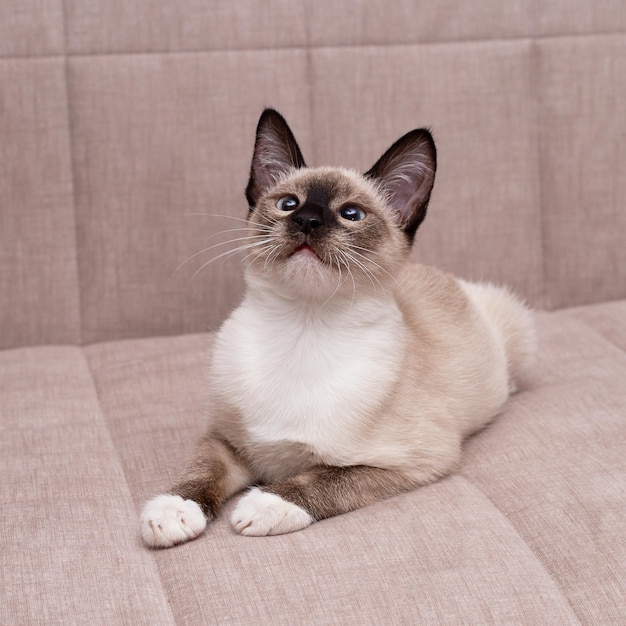 A Siamese cat lies on the sofa and looks up.