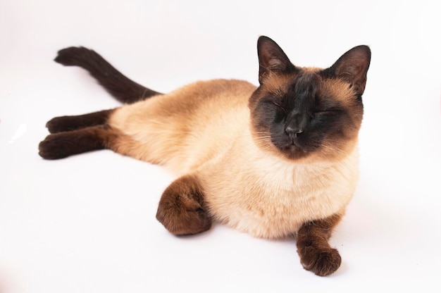 Siamese cat lying on a white background