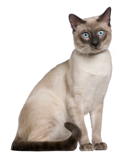 Gatto siamese, seduto di fronte a uno sfondo bianco