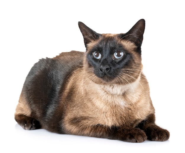 siamese cat in studio