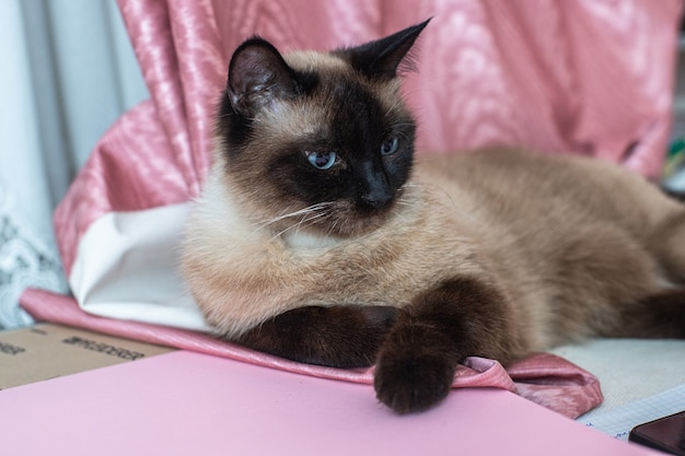 Siamese cat  on table