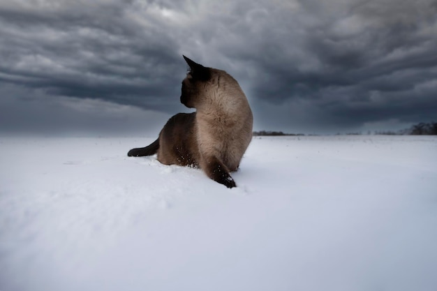 Siamese cat walks in the snow against the background of the evening sky