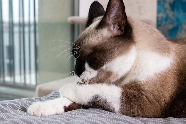 Siamese cat at the window on the background of the city