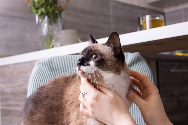 Siamese cat with blue eyes closeup portrait