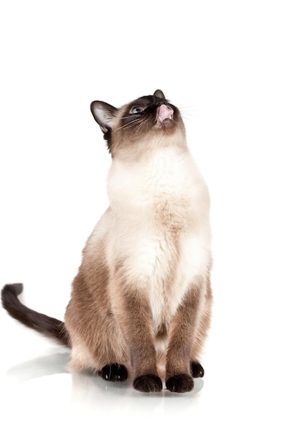 Siamese cat with blue eyes looks upwards and licks