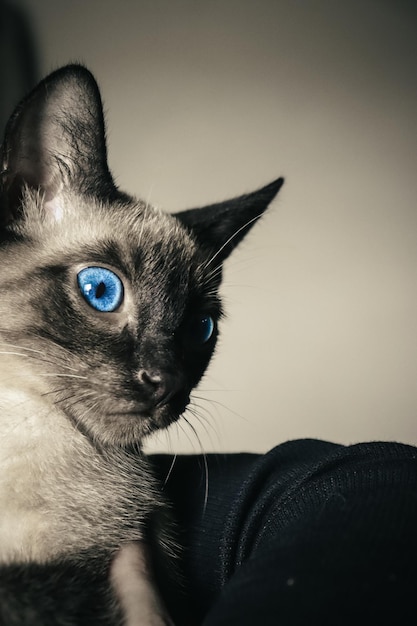 A siamese cat with blue eyes sits in a black bag.