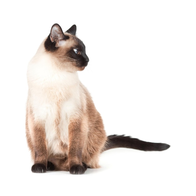 Gatto siamese con gli occhi azzurri