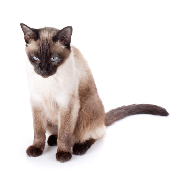 Siamese cat