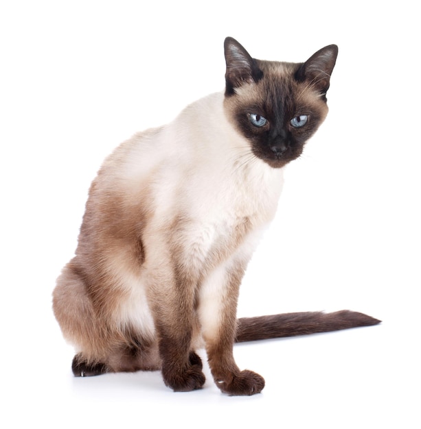 Siamese cat