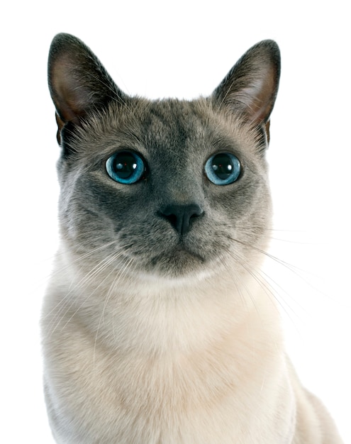 Siamese Cat