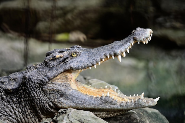 Siamese Crocodile