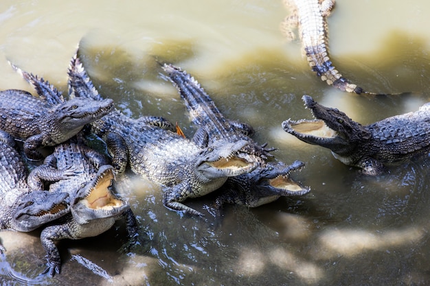 Siamese crocodiles Mekong delta in Vietnam