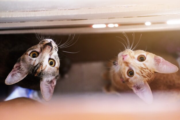 Siamese cute cats looking up from under the table.