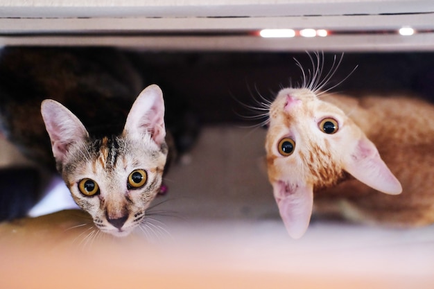 Сиамские милые кошки, глядя из-под стола.