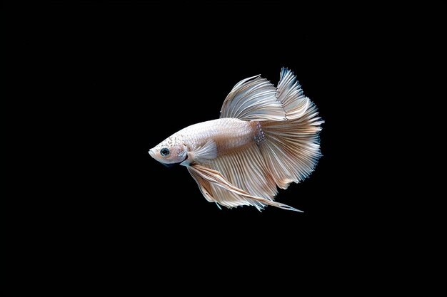 Photo siamese fighting fish against black background