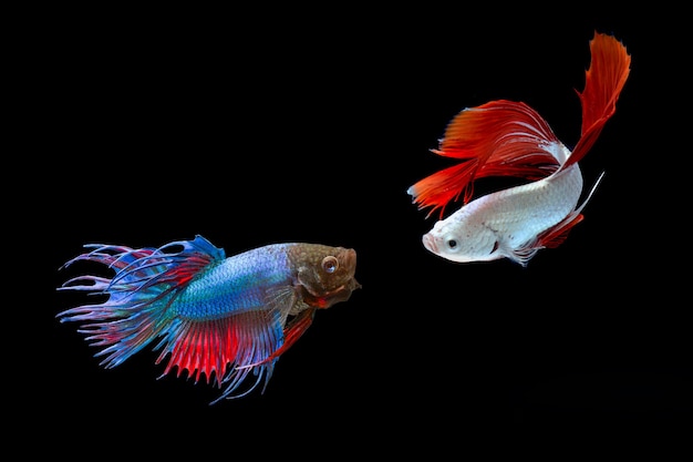 검은 배경에 샴 싸우는 물고기 betafish