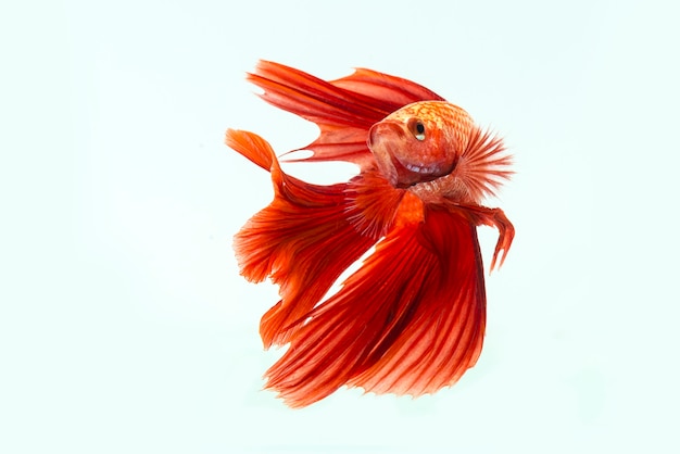 Siamese fighting fish betafish on black background