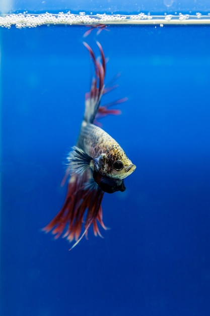 Siamese fighting fish, betta fish