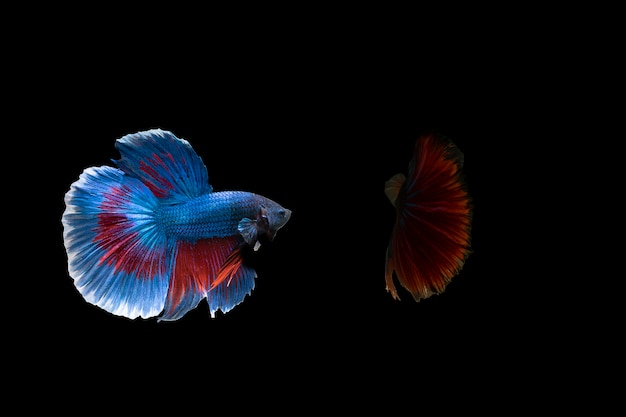 Photo siamese fighting fish  (betta)  isolated on black background with clipping path