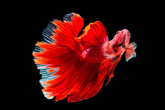 siamese fighting fish, betta isolated on black background.