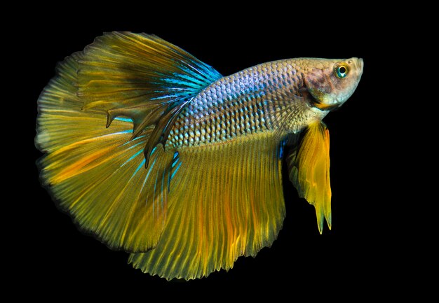 siamese fighting fish, betta isolated on black background.