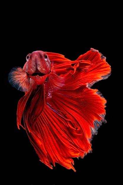 siamese fighting fish, betta isolated on black background.