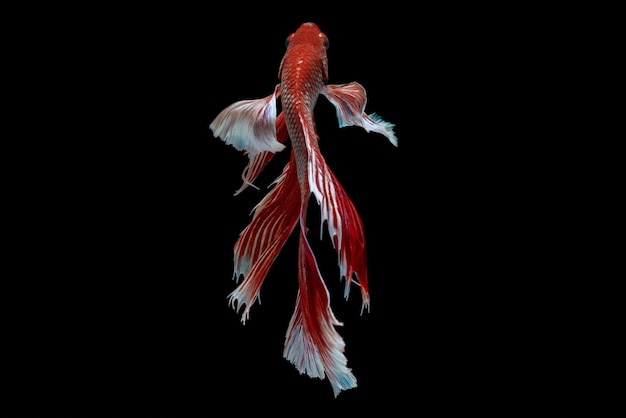 Siamese fighting fish betta isolated in the dark