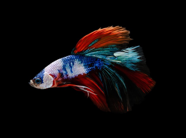 Siamese fighting fish or Betta splendens fish isolated on black background