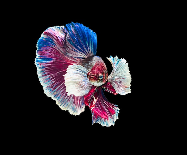 Siamese fighting fish Big Ear white, blue, red and green with beautiful.