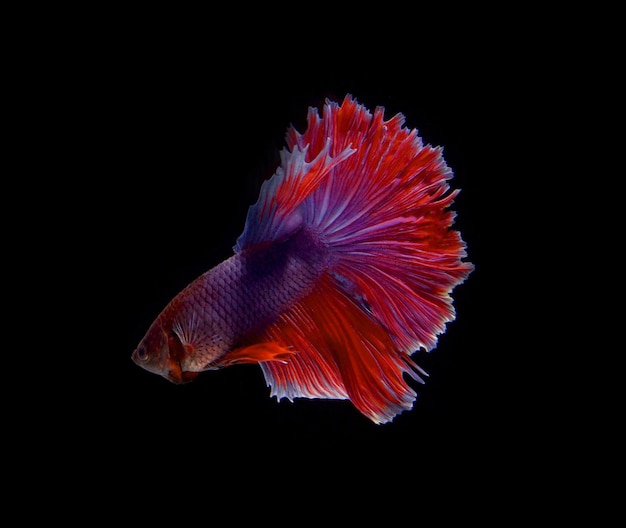 Siamese fighting fish on black background