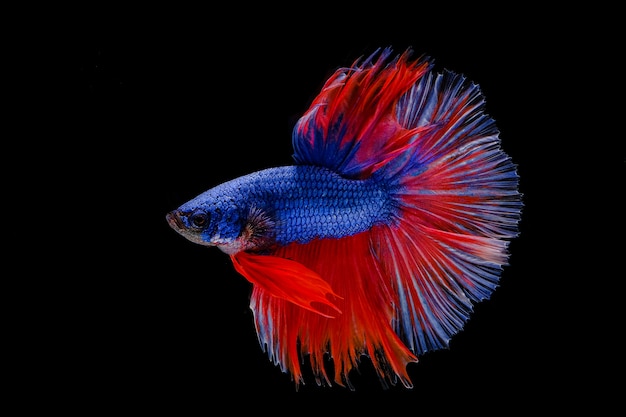 Siamese fighting fish on black background