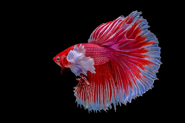 siamese fighting fish on black 