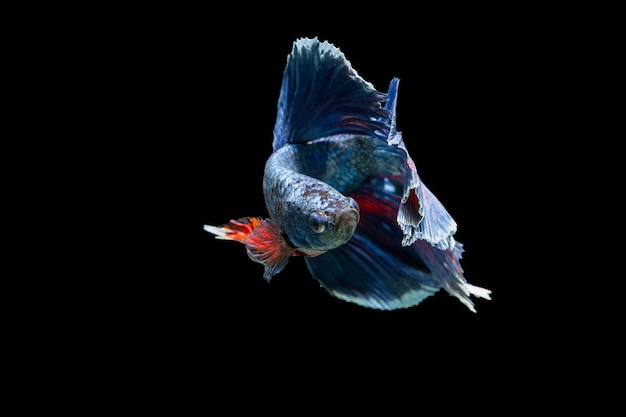 siamese fighting fish isolated on black background