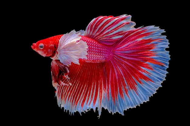 Siamese fighting fish isolated on black background