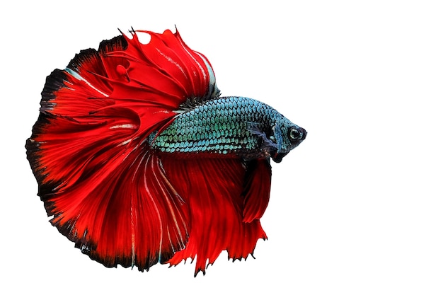 Photo siamese fighting fish isolated on white